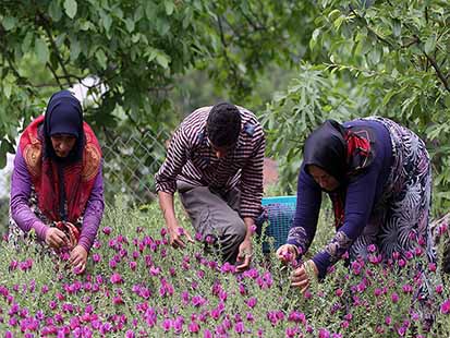 برداشت گل‌گاوزبان در مازندران زیر سایه دلالان