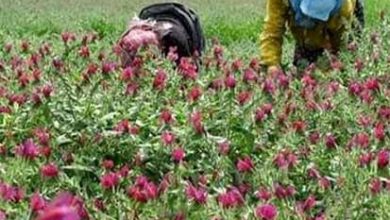 برداشت گیاهان دارویی در شهرستان رابر