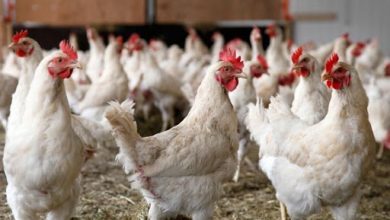 بزرگ‌ترین تولیدکننده پروتئین کشور در چنبره ساختار فرسوده تولید و دلالی