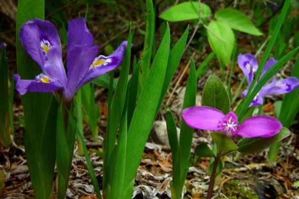 تشریح مزایای گونه‌های گیاهی در حال انقراض