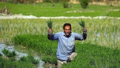 جزئیات مزد کارگران در بخش کشاورزی/ نشاکار بیشترین دستمزد را می‌گیرد