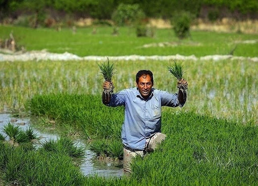 جزئیات مزد کارگران در بخش کشاورزی/ نشاکار بیشترین دستمزد را می‌گیرد