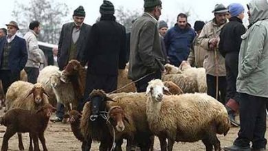 دامداران تحت فشار زیادی هستند