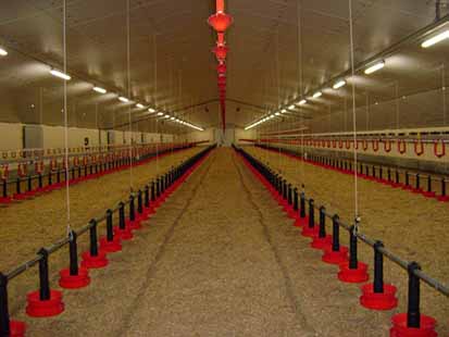 راهکارهای لازم برای مدیریت استرس گرمایی در سالن‌های مرغداری و کلنی‌های زنبور عسل