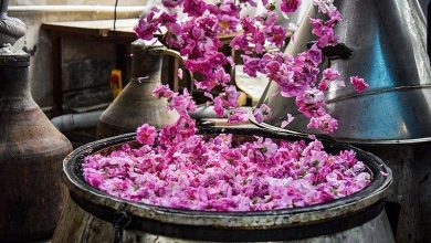 ضرر ۶۰۰ میلیارد تومانی بر پیکره صنعت گلاب‌گیری کاشان