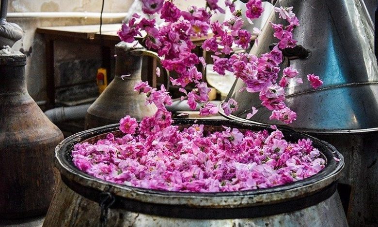 ضرر ۶۰۰ میلیارد تومانی بر پیکره صنعت گلاب‌گیری کاشان