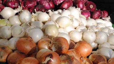 قیمت خرید پیاز از کشاورزان به ۴۰۰ تومان کاهش یافت