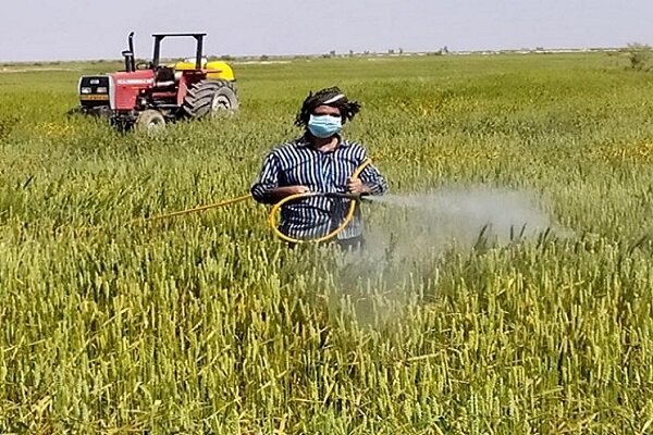 مبارزه با بیماری‌های غلات درسطح ۱۸۴۰هکتار از مزارع کشاورزی شهرستان البرز