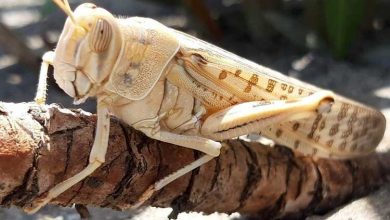 مبارزه با ملخ صحرایی در سطح ۲۹۳ هزار از اراضی کشور انجام شد
