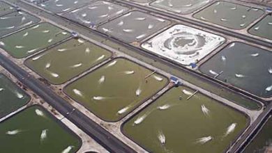 واگذاری اراضی پرورش میگو طبق دستورالعمل‌های قانونی ابلاغی باشد