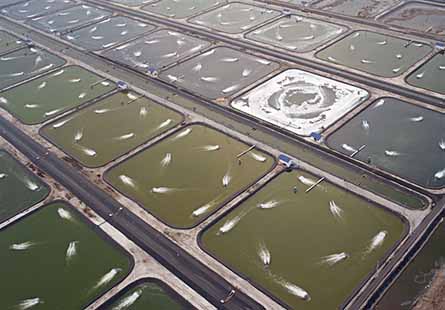 واگذاری اراضی پرورش میگو طبق دستورالعمل‌های قانونی ابلاغی باشد