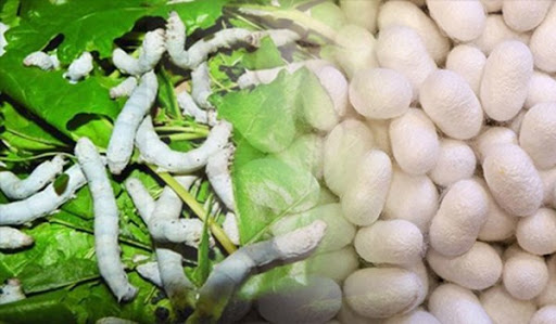 پیش‌بینی تولید ۱۶۵۰ تن پیله تر ابریشم در سال جاری