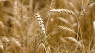 کاهش 2 درصدی ریزش و ضایعات گندم در استان آذربایجان شرقی