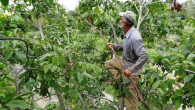 گردوتکان‌ها صاحب کمربند ایمنی می‌شوند