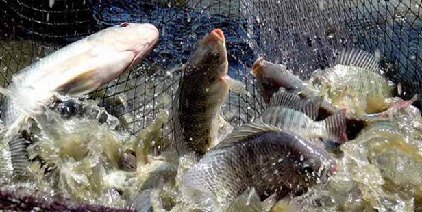 یک‌میلیون و ۲۸۰ هزار تن محصولات شیلاتی در کشور تولید شد