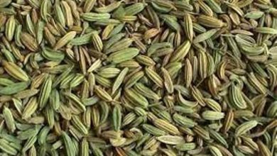 92 هکتار از اراضی سرخه زیر کشت زیره است