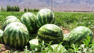 آغاز برداشت هندوانه در ایذه
