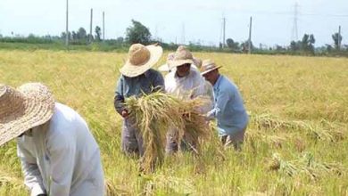 ارائه کمک تسهیلاتی برای خرید قراردادی در بخش کشاورزی