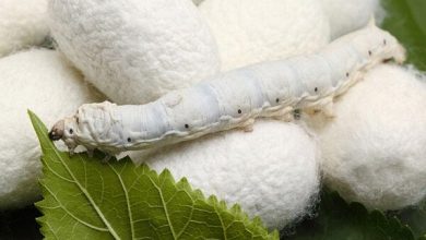 افزایش ۱۶ درصدی توزیع تخم نوغان در کشور