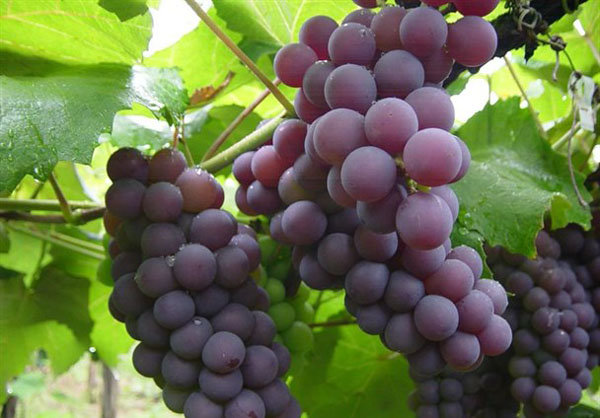 برآورد تولید بیش از 84 هزار تن انگور از تاکستان‌های کرمانشاه