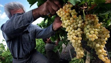 برآورد تولید ۲۱۲ هزار و ۷۱۸ تن انگور در تاکستان‌های زنجان
