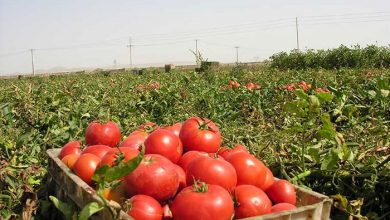 برداشت 57 هزارتن گوجه فرنگی در سیستان و بلوچستان