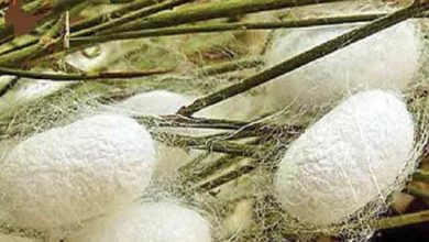 برداشت پیله تر در اسفراین