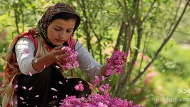 برداشت گل محمدی از مزارع راین و بخش مرکزی شهرستان کرمان