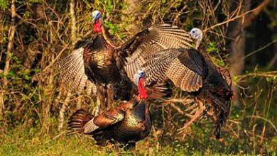 بوقلمون صنعتی نو پا، اما سود آور