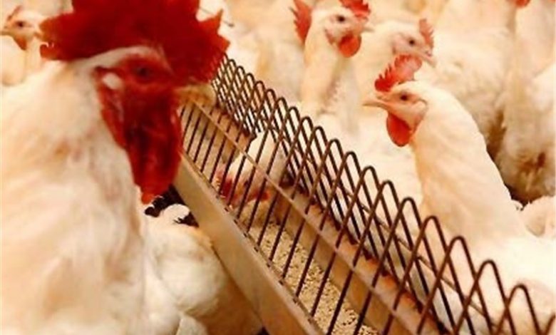 توزیع خوراک طیور وارداتی در بازار سیاه مسئولان کوتاهی خود را نمی‌پذیرند