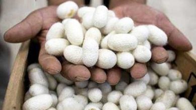 توسعه طرح نوغانداری استان زنجانتوسعه طرح نوغانداری استان زنجان