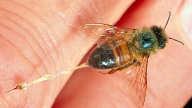 تولید زهر زنبور در چهارمحال و بختیاری