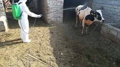 جلوگیری از ابتلا تب کریمه کنگو با کنترل کنه‌ها در دامداری‌ها و عدم کشتار غیرمجاز دام‌ها