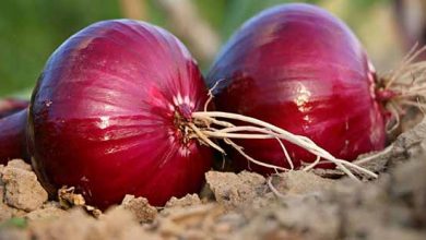 خرید توافقی ۱۵۰ تن پیاز توسط تعاون روستایی استان همدان