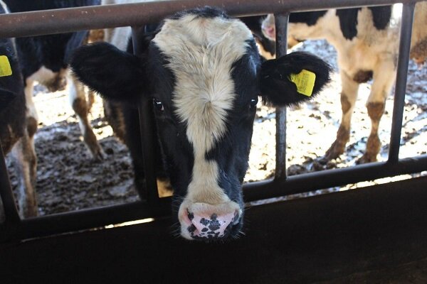 دام‌های اهلی نقشی در گسترش کرونا نداشتند