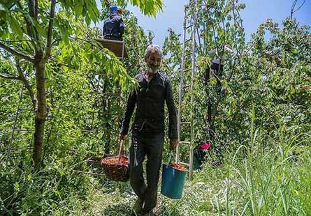 دستمزد کارگران میوه‌چین ۴۰ تا ۵۳ درصد افزایش یافت
