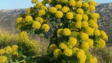 زراعت گیاهان داروئی باریجه