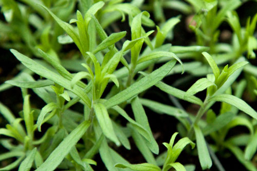 ترخون یکی از سبزی های پر طرفداره که در سبزی خوردن مصرف میشه. خاص بودن ترخون به دلیل مزه ی تند ، گس و شیرین آن است.از ریشه این گیاه ، هرساله ساقههای زیادی می روید که گاهی بلندی آنها به ۷۰ تا ۸۰ سانتیمتر می رسد .برگ این گیاه باریک و بلند و به رنگ سبز تیره بوده و مزه آن تُند و بسیار معطر میباشدترخون را به عنوان سبزی خام مصرف می کنند و برای معطر ساختن خیارشور و سالاد و غیره استفاده می کنند . ترخون گیاهی است علفی و چند ساله از خانواده کاسنی که ارتفاع آن تا 1 متر نیز می رسد. برگ های باریک و بلند آن به رنگ سبز روشن و براق هستند. گل های زرد رنگ این گیاه بصورت گل آذین خوشه در انتهای ساقه اصلی نمایان می شوند. نام گونه این گیاه (دراکونکولوس) از کلمه دراگون به معنای اژدها گرفته شده است وعلت این نامگذاری اثرات شفابخش این گیاه در درمان نیش خوردگی انسان از مارها و حیوانات سمی می باشد. اهمیّت: ترخون در تهیّه بسیاری از غذاها مصرف می شود. از خواص درمانی ترخون در رفع بیماری های عروقی، تصلّب شرایین و هضم غذا استفاده می گردد. از اسانس ترخون در صنایع عطر و ادوکلن و صنایع غذایی بهره می گیرند. گیاهشناسی: خانواده: آفتابگردان Compositae) Asteraceae) جنس و گونه: Artemisia dracunculus واریته فرانسوی ترخون گیاهی علفی و چندساله است که به ارتفاع 150 سانتیمتر رشد می کند. این گیاه دارای ریشه های مستقیم و ساقه های زیر زمینی )استولن( افقی می باشد. برگ ها باریک، بلند، بدون دندانه و فاقد کُرک هستند. گل ها به صورت مجتمع در قالب یک خوشه قرار می گیرند. ترخون دارای دو واریته مشخص به نام های: الف- واریته روسی ب – واریته فرانسوی واریته فرانسوی اسانس بیشتری دارد. نوع مصرف: از سرشاخه های ترخون به منظور تهیّه اسانس استفاده می کنند. اسانس ترخون را در صنایع غذایی، عطر، ادوکلن و دارو بکار می برند. برگ های خشک ترخون به عنوان ادویه مصرف می گردند. برگ های سبز ترخون به صورت سبزی خوردن استفاده می شوند. مهمترین ماده مؤثره ترخون را "استراگول" تشکیل می دهد. نیازهای رشد: ترخون در خاک هایی با بافت متوسط، PH 5.5-6.7، حاصلخیز و شوری کمتر از 8 میلی موس رشد می کند. ترخون مقاوم به سرما است بطوریکه تا 15- درجه سانتیگراد را تحمل می کند. وجود شرایط گرم و آفتابی براسانس گیاه می افزاید. آماده سازی زمین و کاشت: زمین را در پائیز شخم می زنند تا بقایای گیاهی بپوسند سپس کود دامی را با خاک مخلوط می کنند. شخم دوّم را در اوایل بهار انجام می دهند و با دیسک و ماله زمین را هموار می سازند. 1- در روش تکثیر با بذر به 300 - 200 گرم بذر در هکتار نیاز می باشد که آنها را در اواخر اسفند در خزانه می کارند و در مرحله 4 برگی در زمین اصلی نشاء می نمایند. 2- در روش تکثیر با قلمه به دلیل عدم تولید بذر در برخی انواع ترخون به ساقه های سبز نیاز می باشد. اینگونه ساقه ها را در خزانه هایی با بستر ماسه ای ریشه دار می کنند و آنگاه آنها را به زمین اصلی منتقل می نمایند امّا این روش درصد موفقیت کمتری دارد. 3- روش تکثیر پاجوش : از هر بوتۀ 4 - 3 ساله ترخون در بهار می توان 40 - 20 پاجوش تهیّه نمود . برای این منظور پای بوته ها را در بهار با خاک نرم می پوشانند تا پاجوش های بیشتری تولید شوند. پاجوش ها را در اواخر بهار به زمین اصلی منتقل می نمایند و زمین را فوراً آبیاری می کنند. این روش بسیار رایج است. 4- روش تقسیم ریشه : پایه های مادری ترخون که بیش از 4 سال عمر دارند، برای تقسیم ریشه ها مناسبند. در این روش هر پایه مادری را به 15 - 10 قسمت تقسیم می کنند و قطعات استولن را در عمق 1510 - سانتیمتری خاک می کارند. تراکم کاشت را 60 × 50 - 40 سانتیمتر انتخاب می کنند تا 40 - 35 هزار بوته در هکتار ایجاد شود. دوره رشد ترخون 7 سال است. رشد سالانه ترخون از اول بهار تا اواخر آبان ادامه می یابد. ترخون هرساله 3 - 2 دفعه برداشت می گردد. ترخون را با گیاهان وجینی و خانواده لگوم ها در تناوب زراعی قرار می دهند. نیاز آبی ترخون زیاد است لذا در خاک های سبک باید هر 5 - 4 روز یکبار و در خاک های سنگین هر 7 – 6 روز یکبار آبیاری گردد. علف های هرز ترخون را در چند مرحله وجین می کنند زیرا ترخون دارای رشد کند است. از علف کش های "آفالون" و "آرزین" برای کنترل علف های هرز ترخون بهره می گیرند. برداشت: بهترین مرحله برداشت زمانی است که 50 درصد گیاهان گل داده باشند لذا برداشت در ماه های تیر و شهریور انجام می گیرد امّا برداشت زودتر را می توان 3 دفعه در سال انجام داد . برداشت را از ارتفاع 8 - 7 سانتیمتری خاک انجام می دهند. عملکرد اندام های هوایی تازه 15 - 10 تن در هکتار است که از آن 2 -1.5 تن گیاه خشک حاصل می شود، که به تولید 40 - 30 کیلوگرم اسانس می انجامد. از هر هکتار ترخون می توان یک تن برگ خشک در هر سال بدست آورد. منابع و مآخذ: 1) آخوندزاده، ش – 1379 – دایرة المعارف گیاهان دارویی – جهاد دانشگاهی تهران 2) آریاپور، ع و همکاران – 1389 – گیاهان دارویی، معطر و صنعتی جنگل و مرتع – مؤسسه آموزش عالی علمی کاربردی کشاورزی 3) اکبری نیا، احمد – 1382 – بررسی عملکرد و ماده مؤثره زنیان در سیستم های کشاورزی متداول، ارگانیک و تلفیقی – پایان نامه دکتری دانشگاه تربیت مدرس 4) امیدبیگی، رضا– 1379 – تولید و فرآوری گیاهان دارویی، جلد سوّم – آستان قدس رضوی 5) امیدبیگی، رضا – 1376 – رهیافت های تولید و فرآوری گیاهان دارویی، جلد دوّم – طراحان نشر 6) اهوازی، مریم و همکاران – 1389 – بذر گیاهان دارویی، جلد اوّل – جهاد دانشگاهی تهران 7) برنا نصرآبادی، فاطمه – 1384 – اثر زمان های مختلف بر رشد، عملکرد و مقدار اجزاء تشکیل دهندۀ اسانس بارشبی – پایان نامه کارشناسی ارشد تربیت مدرس 8) پورفخاران، م و همکاران – 1390 – راهنمای جامع گیاهان دارویی، جلد دوّم – گنجینه سلامت 9) جعفرنیا، س و همکاران – 1388 – راهنمای جامع و مصوّر خواص و کاربرد گیاهان دارویی – مجتمع آموزش کشاورزی سبز ایران 10) حجازی، اسداله – 1372 – کلید بذرشناسی برای رشته های کشاورزی، جلد دوّم – جهاد دانشگاهی ماجد 11) زرگری، علی – 1376 – گیاهان داروئی، جلد چهارم – دانشگاه تهران 12) صمصام، ش – 1374 – پرورش و تکثیر گیاهان دارویی – نشر مانی 13) طاهریان، کاظم – 1374 – اطلاعات گیاهان دارویی – مرکز تحقیقات منابع طبیعی سمنان 14) عمویی، ع.م – 1388 – زراعت گیاهان دارویی و معطر، جلد اوّل – مؤسسه آموزش عالی علمی کاربردی کشاورزی 15) قهرمان، ا – 1362 – فلور ایران – مؤسسه تحقیقات جنگل ها و مراتع بيشتر بخوانيد: زراعت گیاهان داروئی "بابونه" زراعت گیاهان داروئی "تاتوره" زراعت گیاهان داروئی "بادرشبو"