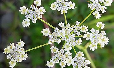 زراعت گیاهان داروئی "زیره سبز"