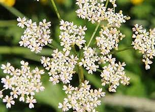 زراعت گیاهان داروئی "زیره سیاه"