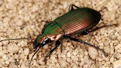 سوسک سیاه آسیبی به اراضی کشاورزی وارد نمی کند