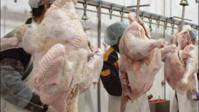 شرکت تعاونی هندوشکا، اولین زنجیره تأمین گوشت بوقلمون در کشور