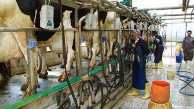 صدر نشینی اصفهان در تولید شیر کشور