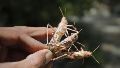 فائوکرونا ۵۰ کشور جهان را به‌شدت گرسنه کردملخ تهدیدی برای امنیت غذایی ایران