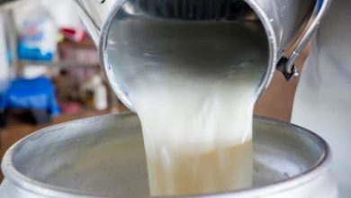 قیمت واقعی شیرخام بیش از ۲۹۰۰ تومان است