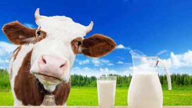 متوسط تولید سالانه 24 هزار تن شیر در شهرستان