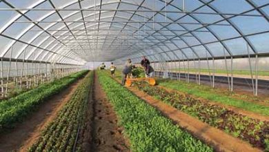 مرغداری‌ها و گلخانه‌ها؛ رسته چهاردهم کسب و کار‌های آسیب‌دیده از بیماری کرونا