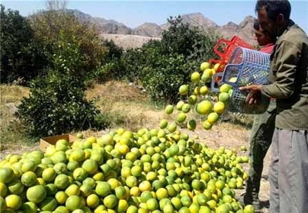 مرکبات جنوب کرمان زیر خیمه‌گاه تولید