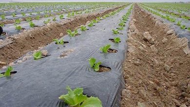 مزایا و معایب کشت نایلونی و استفاده از مالچ پلاستیکی چیست