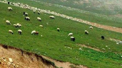 مصوبه استفاده از مراتع با اولویت دامداران کوچ‌رو از 15 تیر ماه اجرایی می‌شود